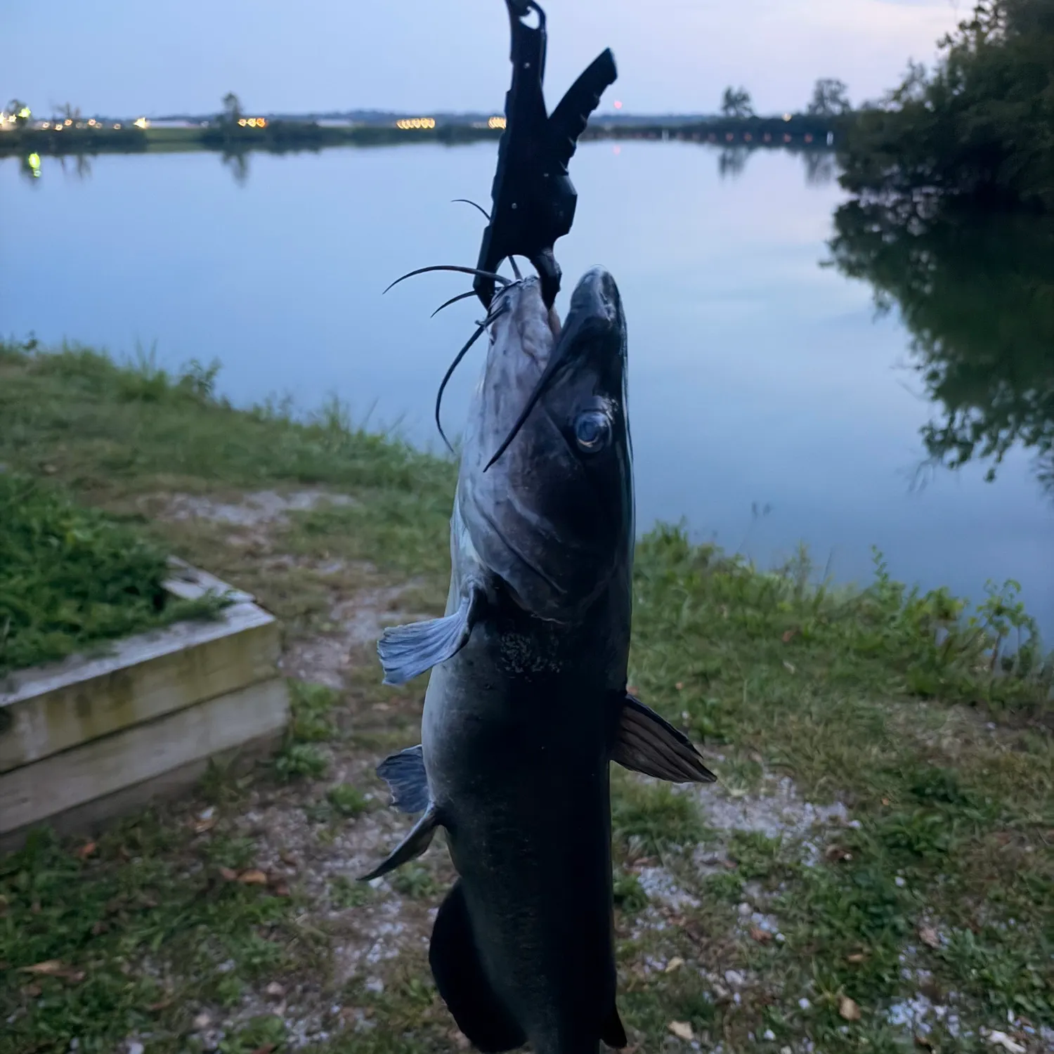 Channel catfish caught on Fishbrain