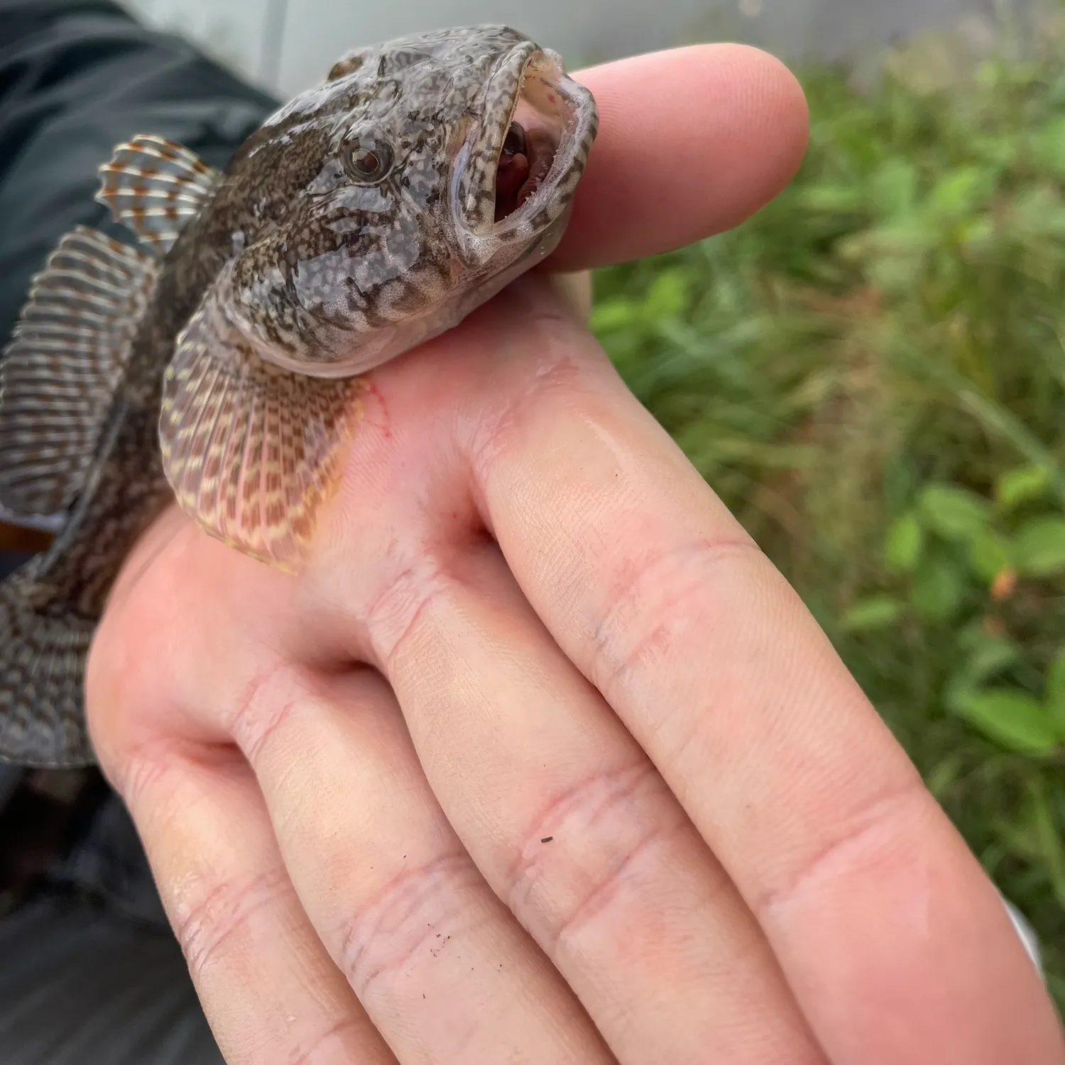 The most recent Round goby catches on Fishbrain