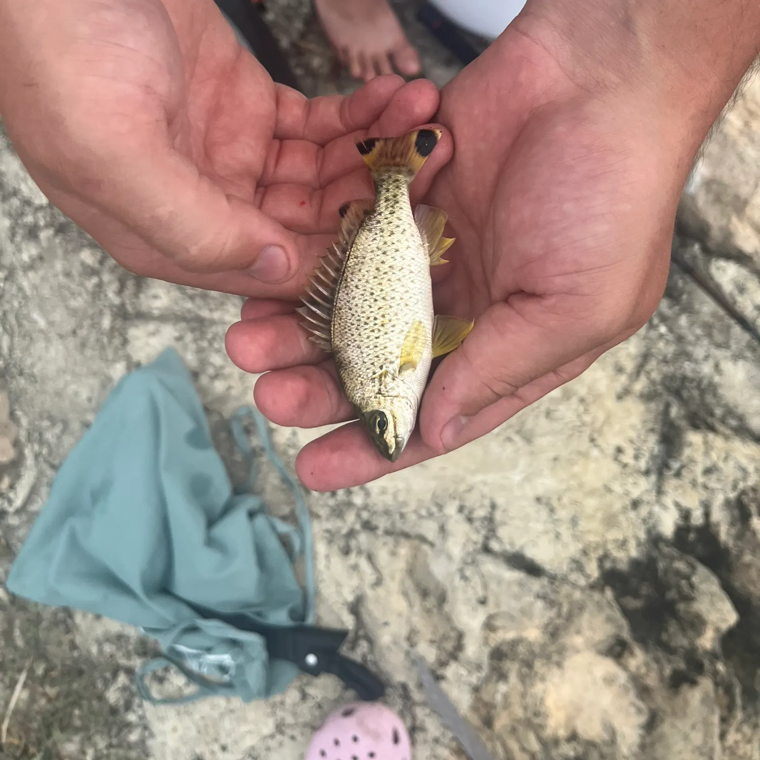 The most popular recent Yellowtail Grunter catch on Fishbrain