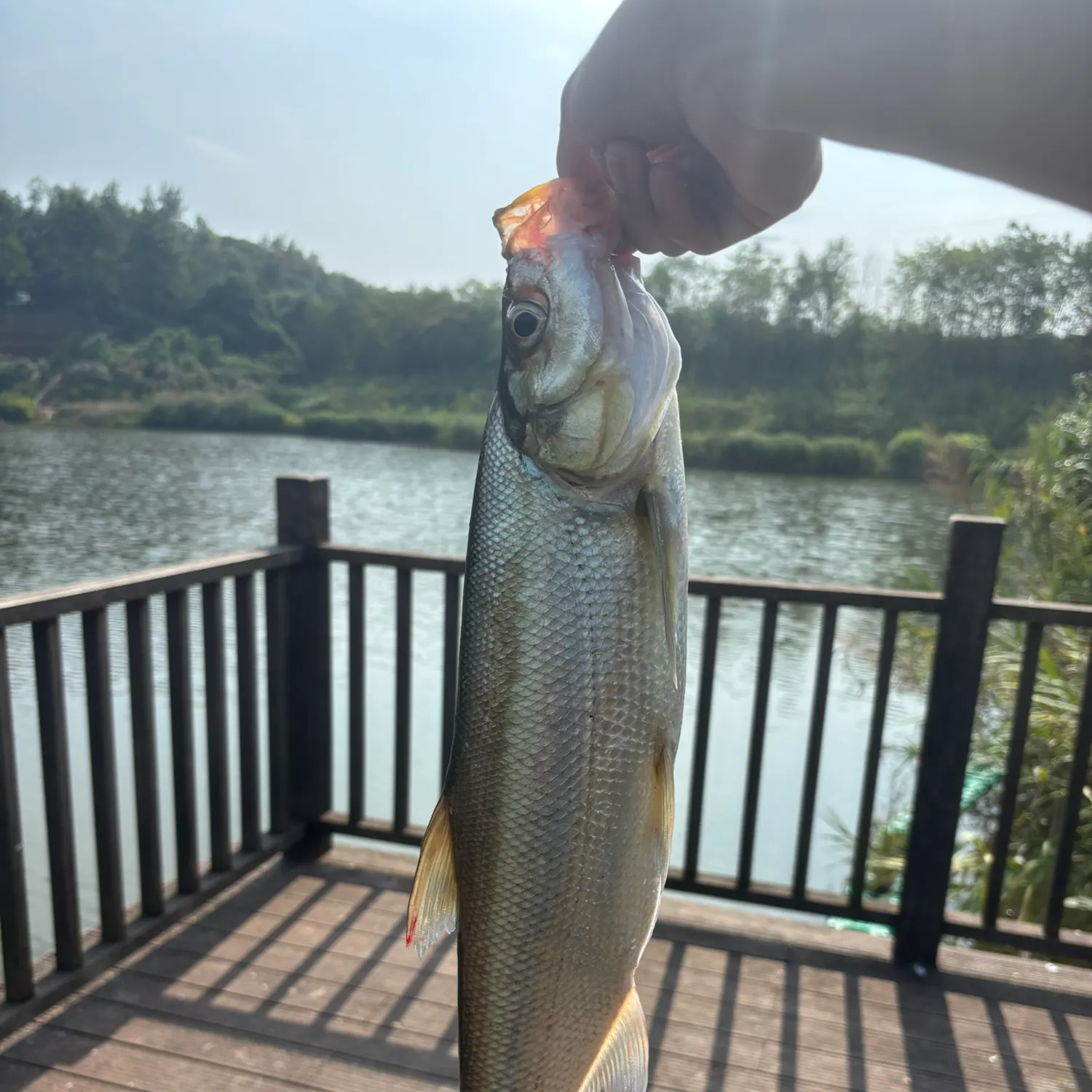 Predatory carp caught on Fishbrain