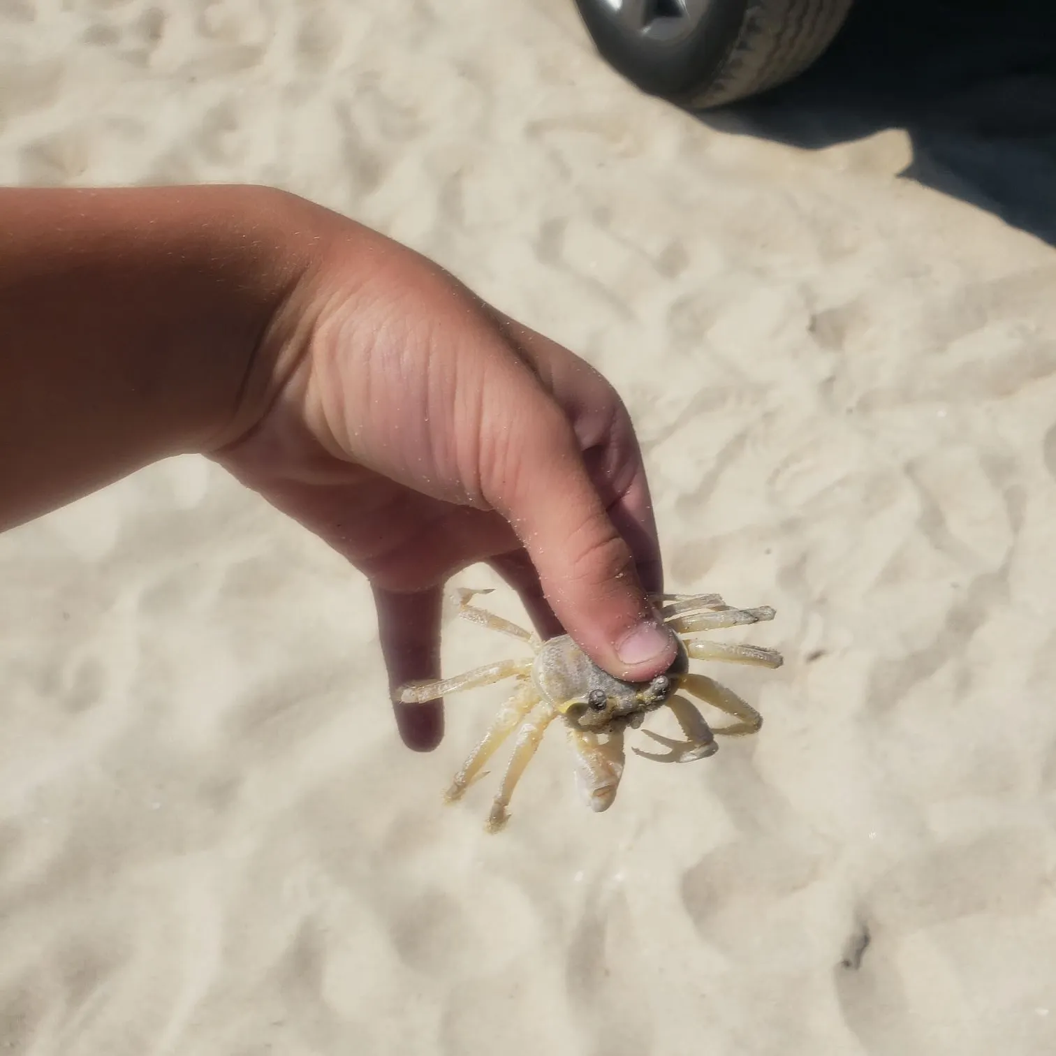 The most recent Blue land crab catches on Fishbrain