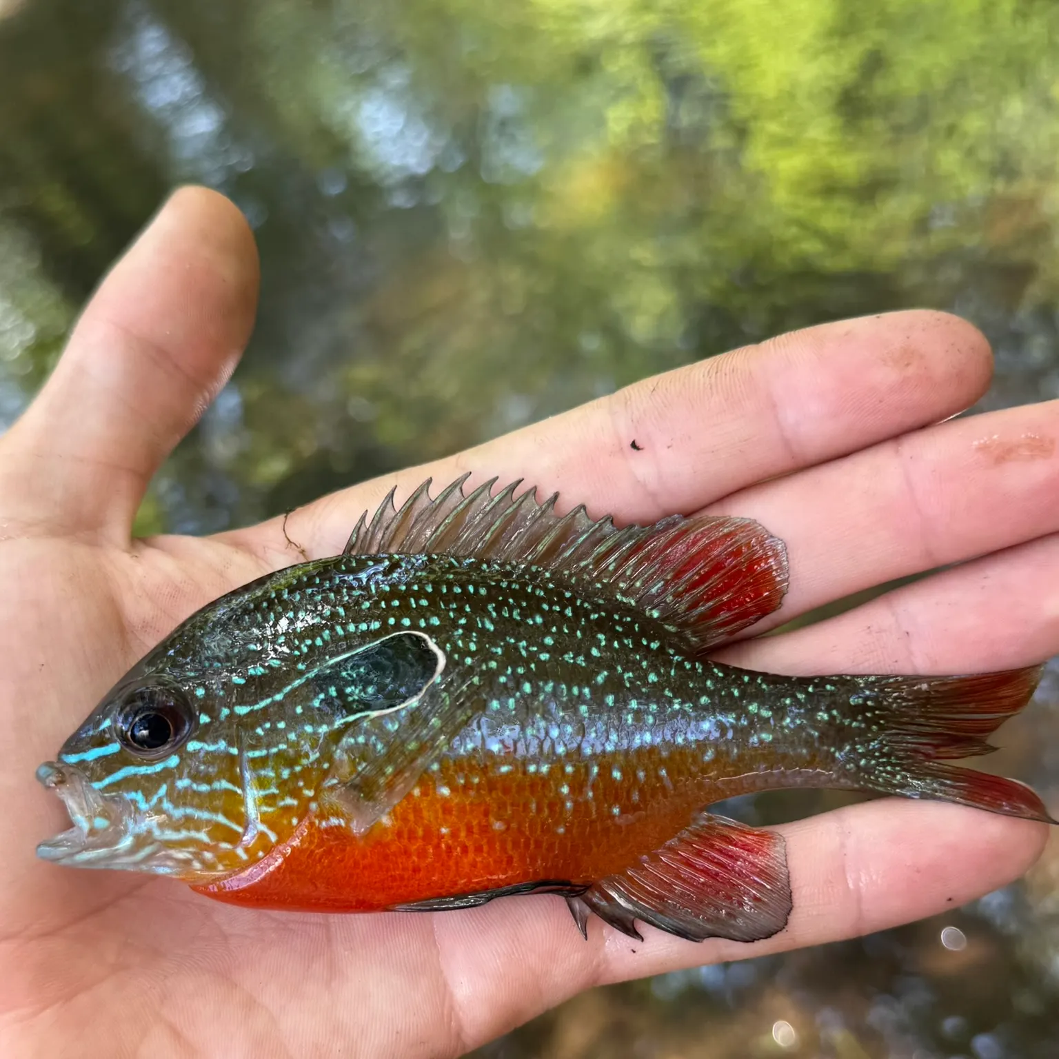 The most recent Swampland longear sunfish catches on Fishbrain