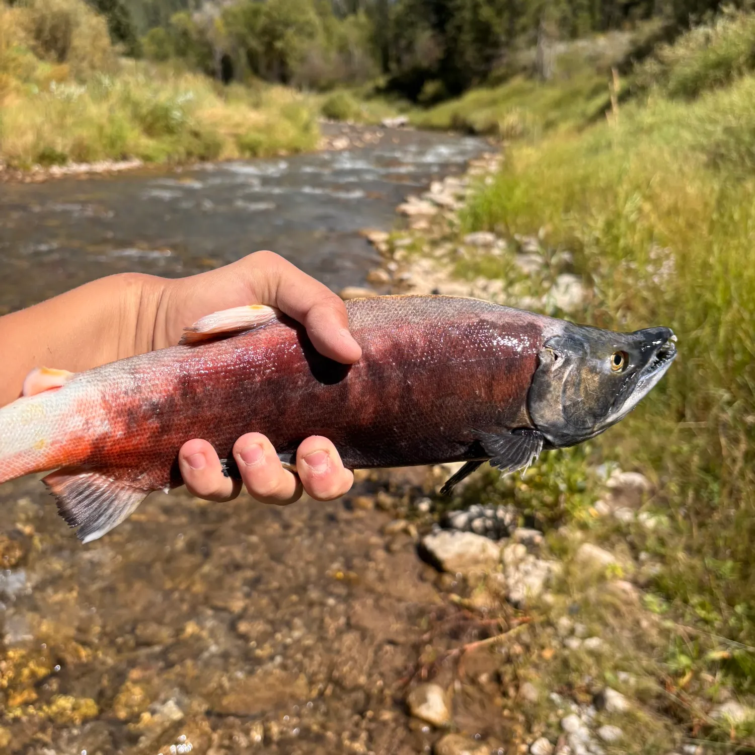 Kokanee salmon caught on Fishbrain