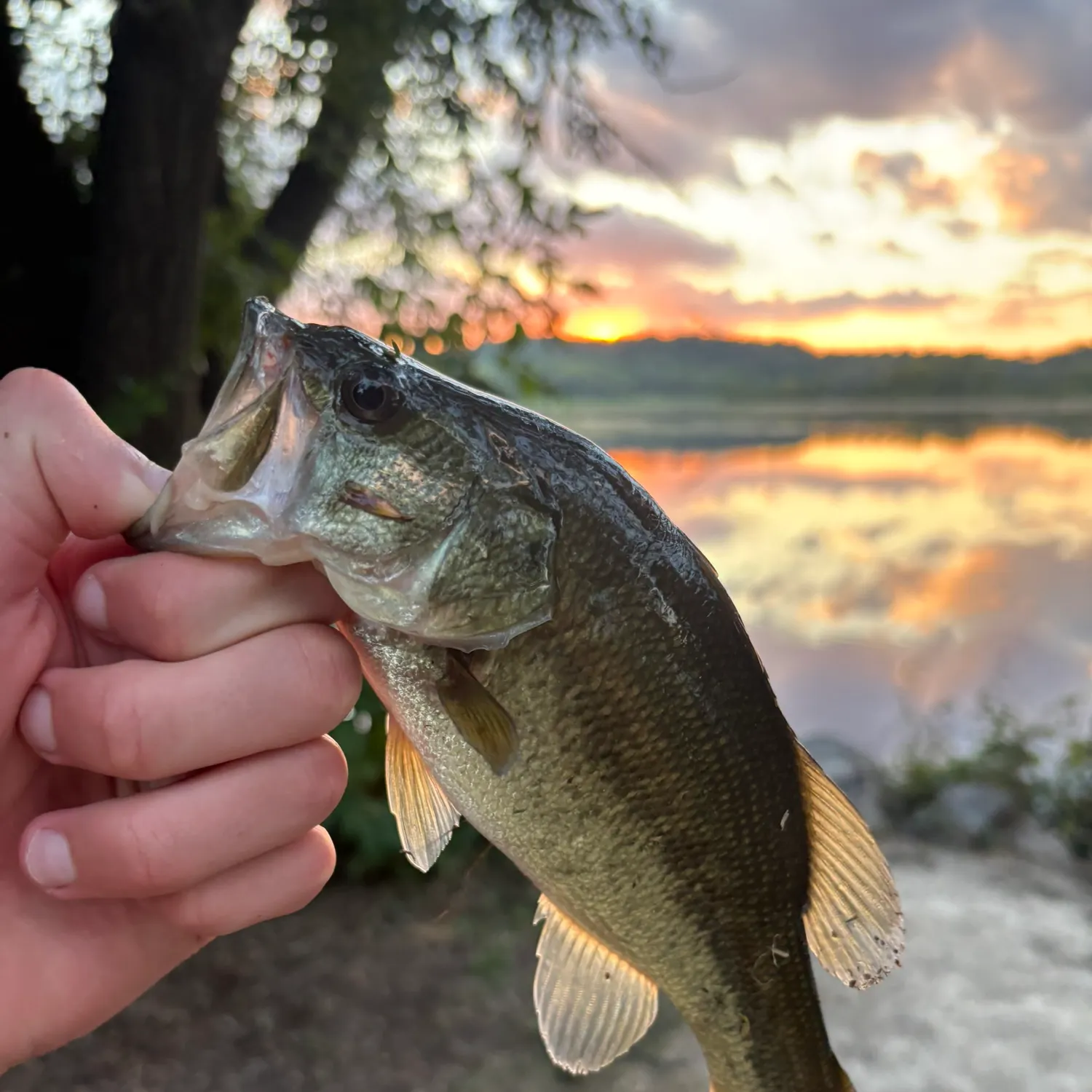 Largemouth bass caught on Fishbrain