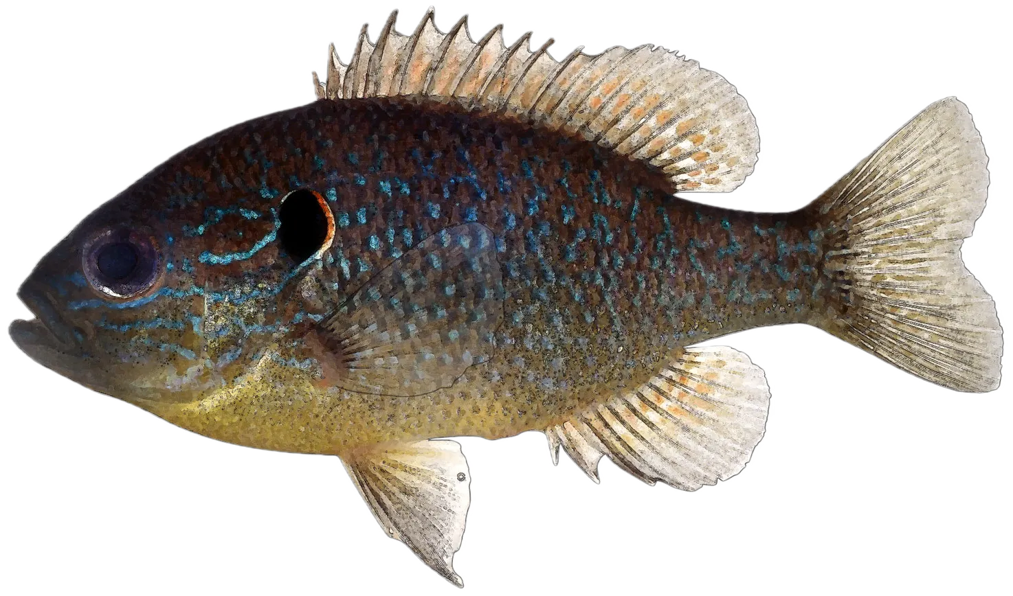 Northern sunfish