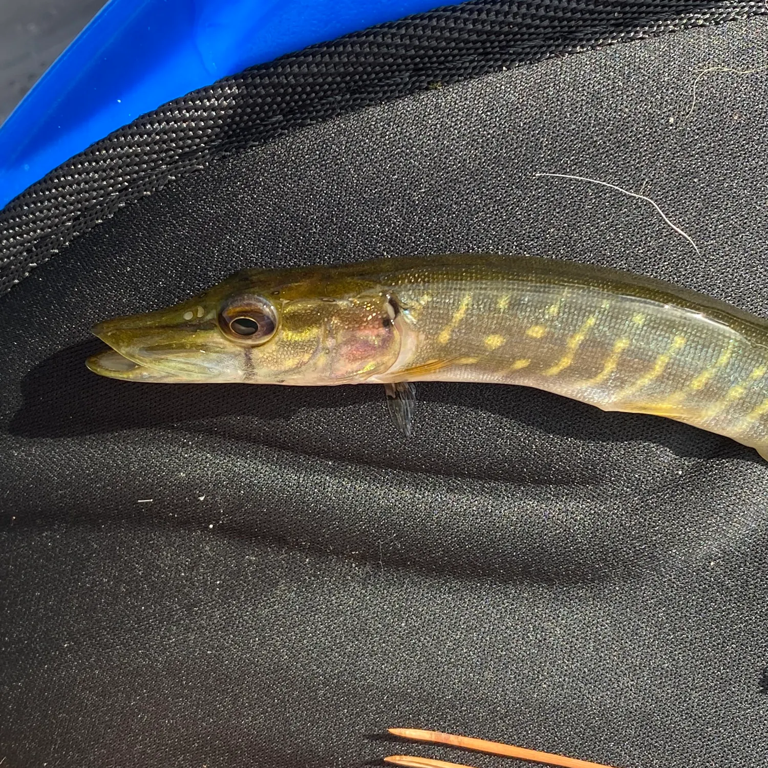 Northern pike caught on Fishbrain