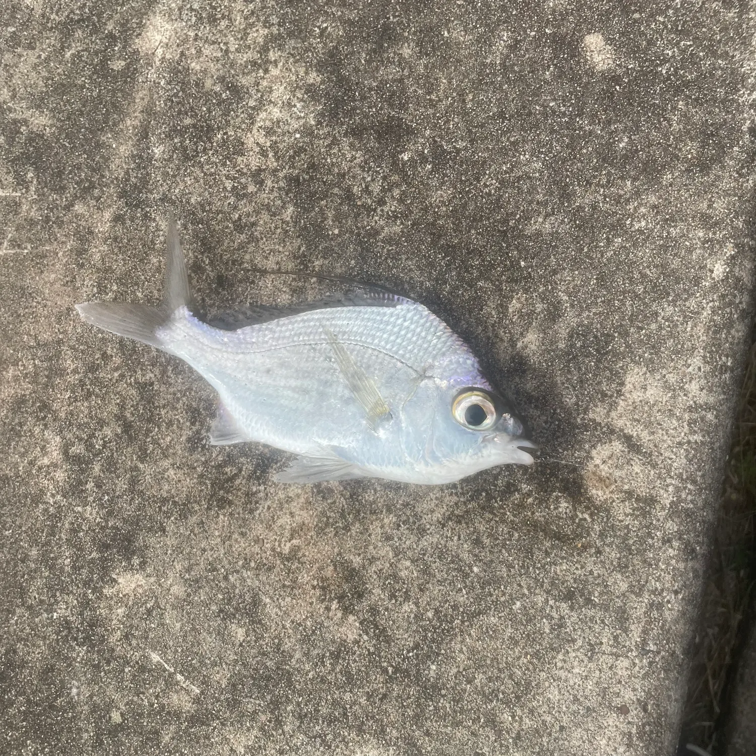 The most recent Striped ponyfish catches on Fishbrain