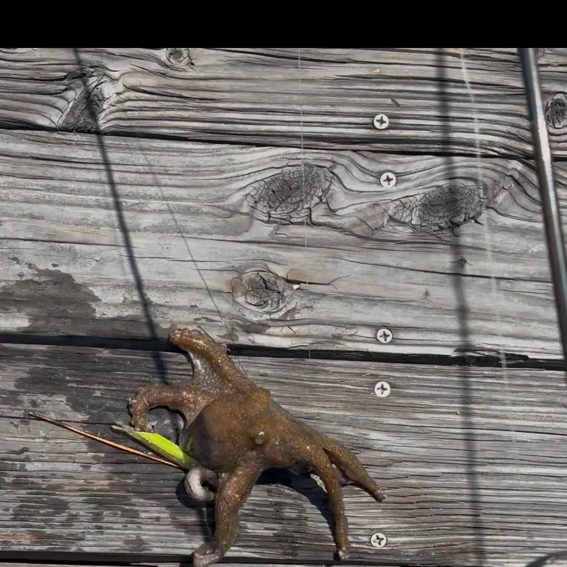 The most recent Common octopus catches on Fishbrain