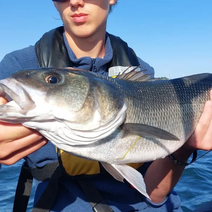 European seabass caught on Fishbrain