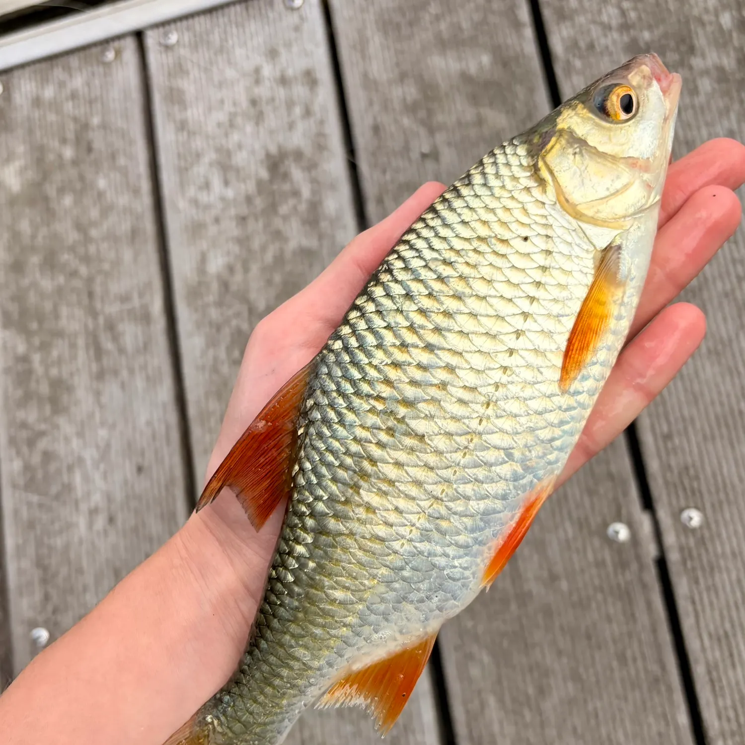 Common roach caught on Fishbrain