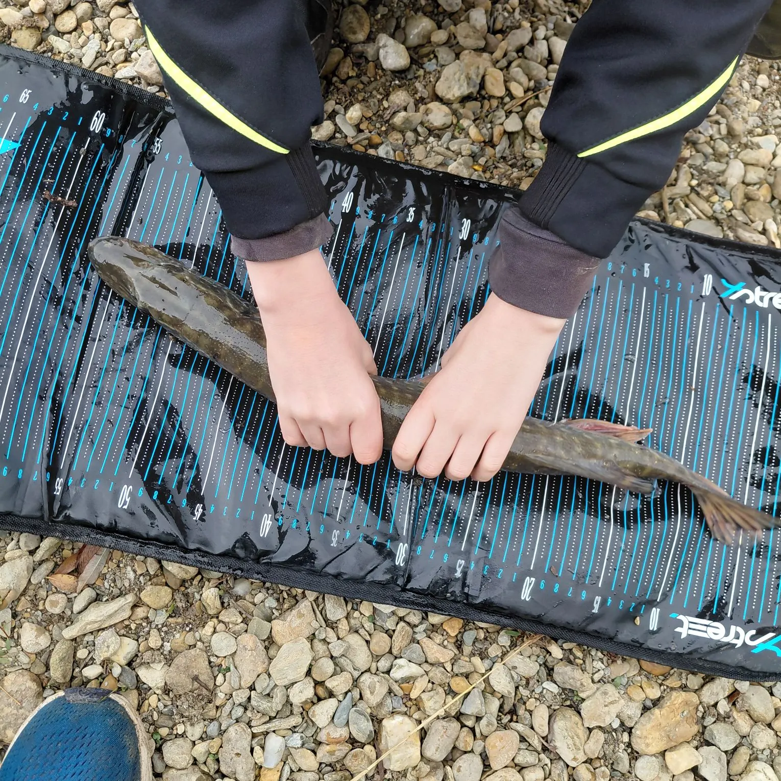 Northern pike caught on Fishbrain