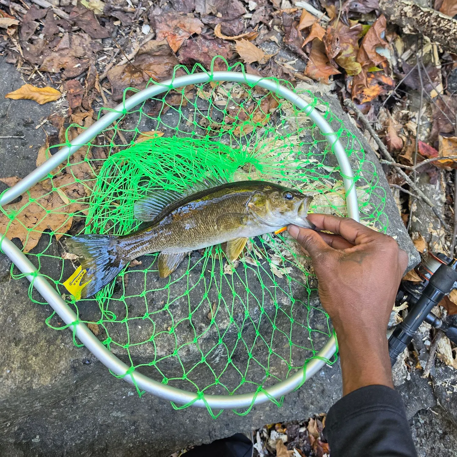 Smallmouth bass caught on Fishbrain