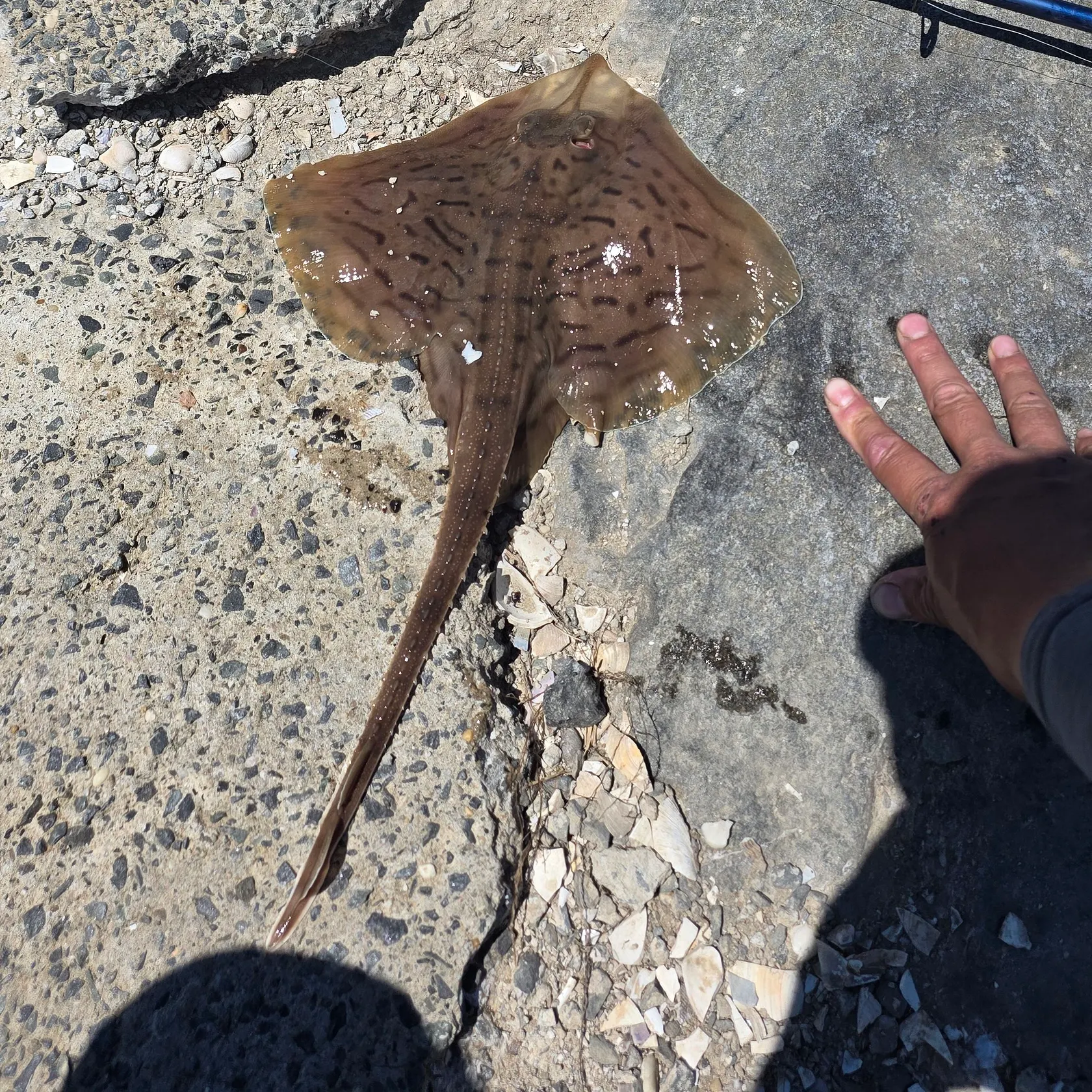 The most recent Clearnose skate catches on Fishbrain