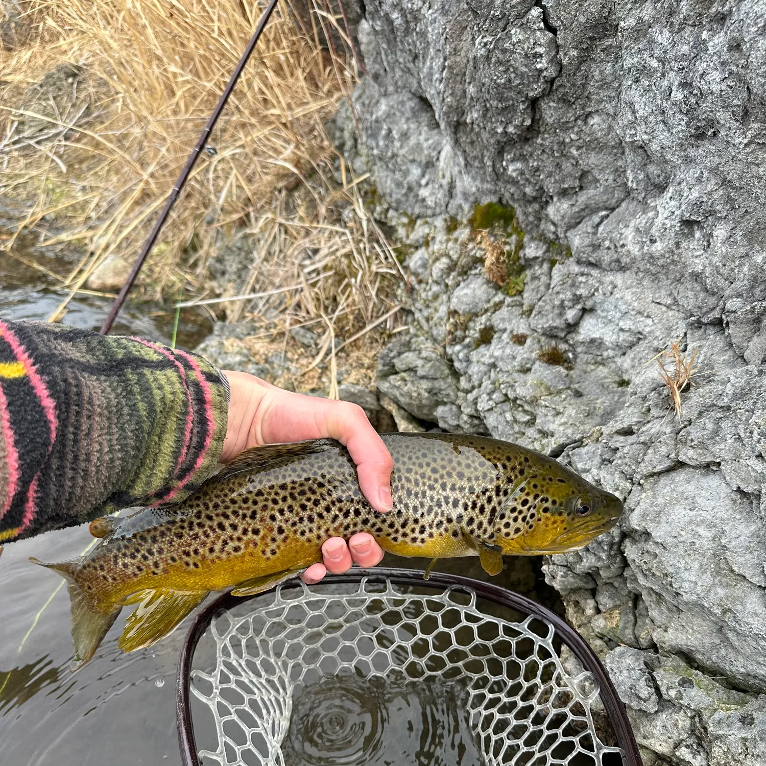 The most recent Brown trout catches on Fishbrain