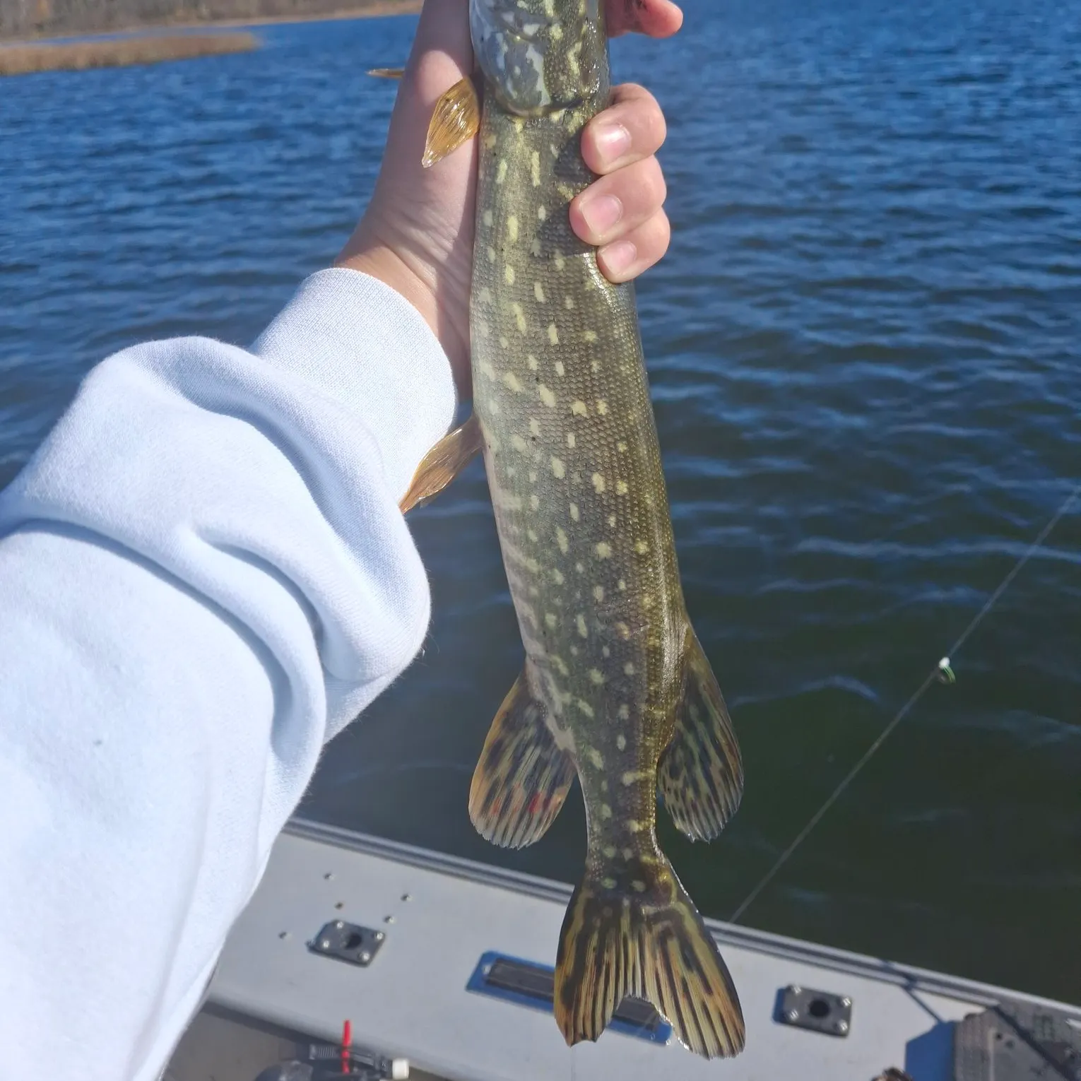 Northern pike caught on Fishbrain