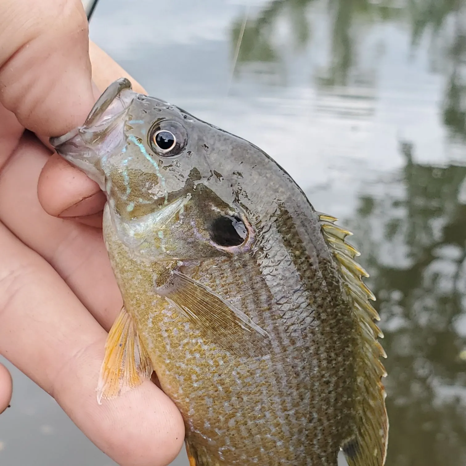Green sunfish caught on Fishbrain