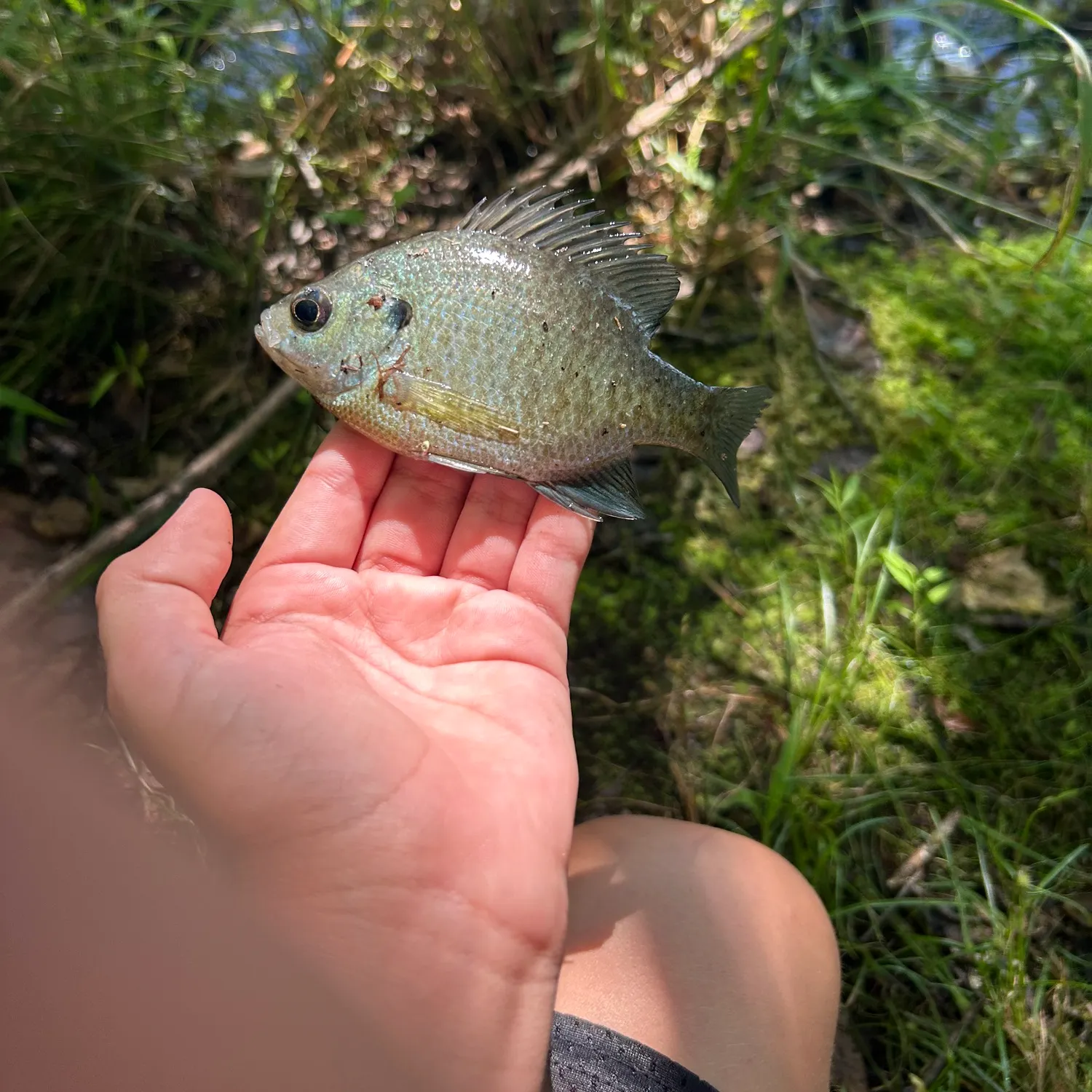 Bluegill caught on Fishbrain