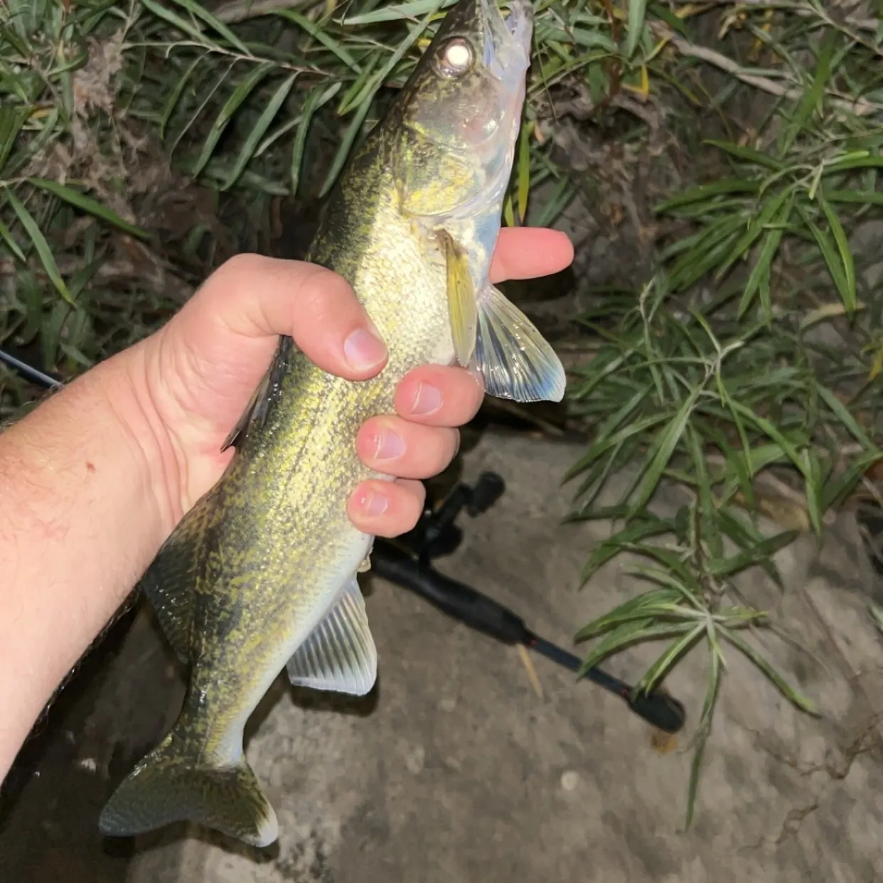 Walleye caught on Fishbrain