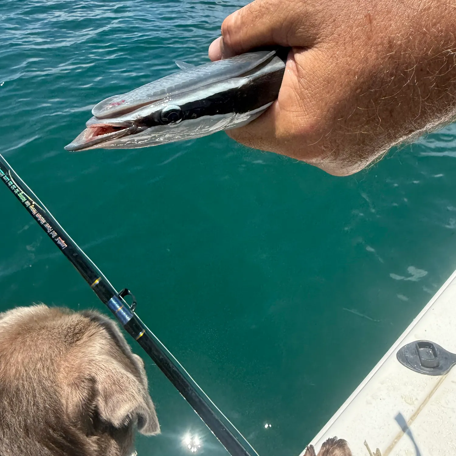 Flat needlefish caught on Fishbrain