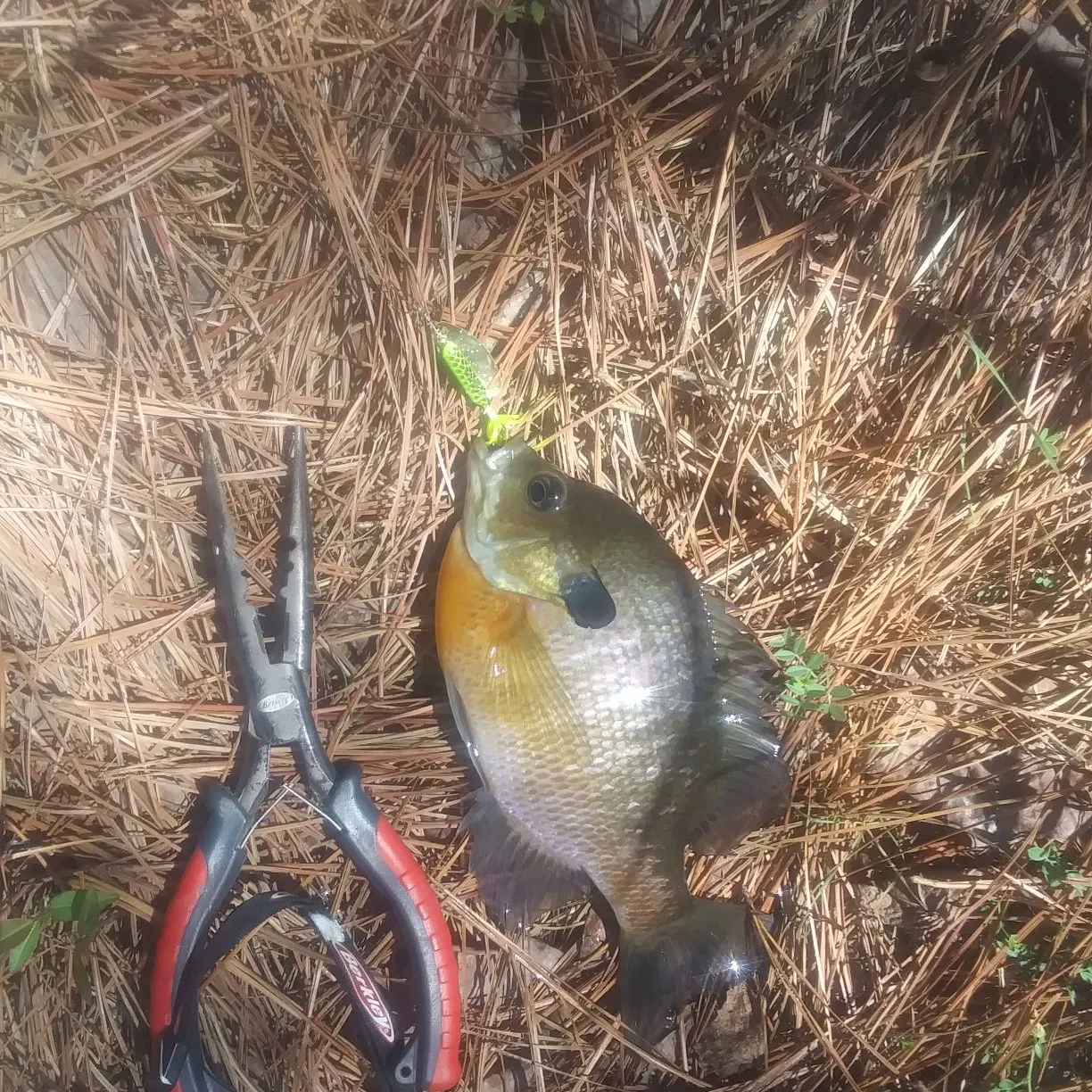The most recent Bluegill catches on Fishbrain