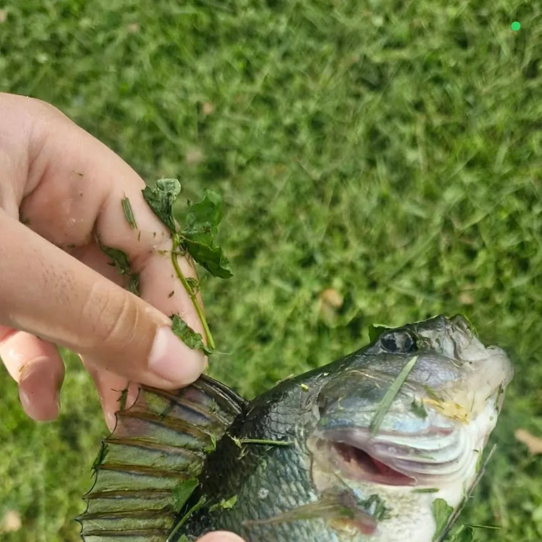 European perch caught on Fishbrain