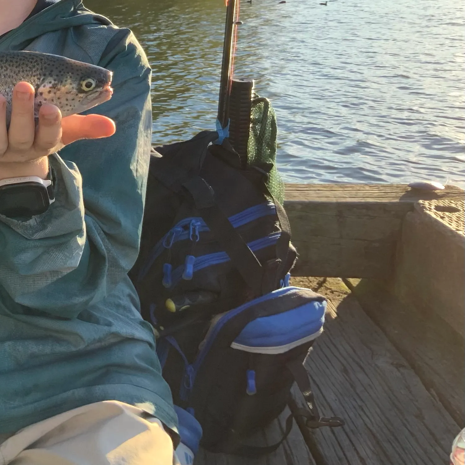 Rainbow trout caught on Fishbrain