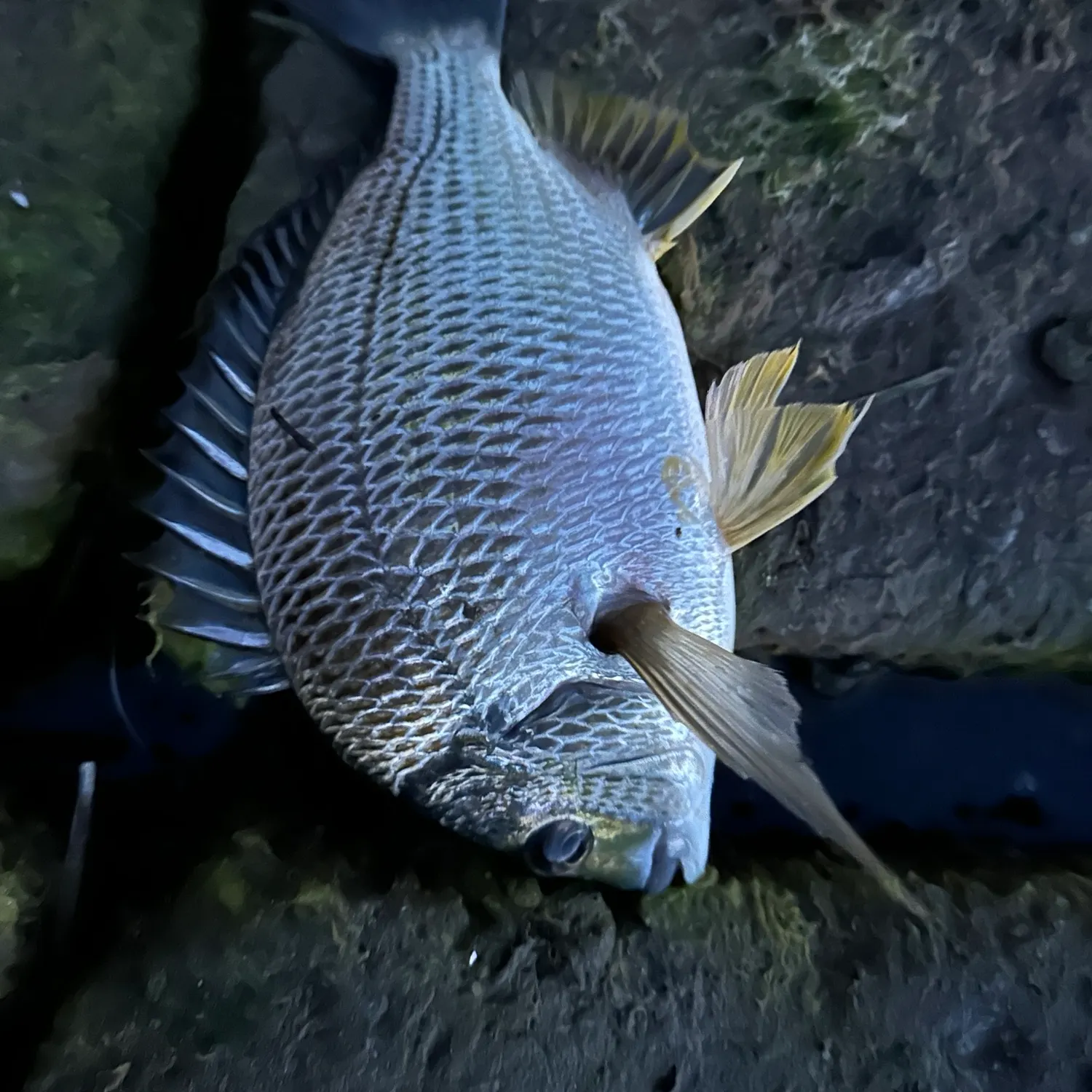 Surf bream caught on Fishbrain