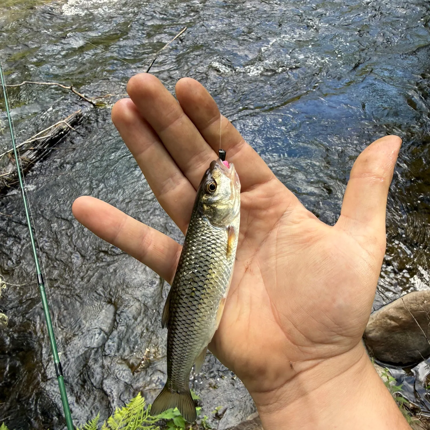Fallfish caught on Fishbrain