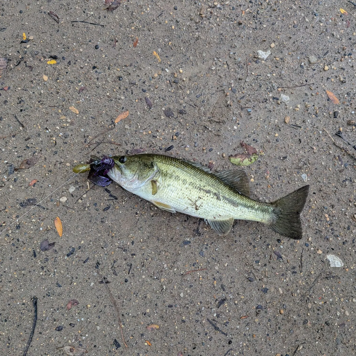 Largemouth bass caught on Fishbrain