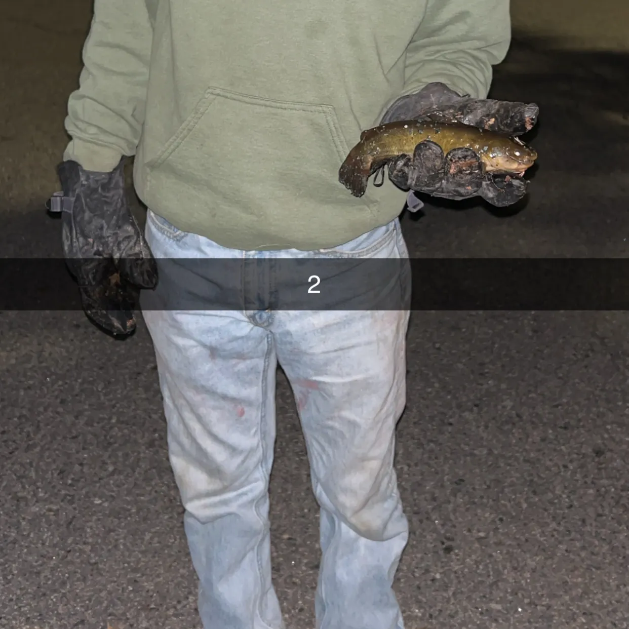 Black bullhead caught on Fishbrain