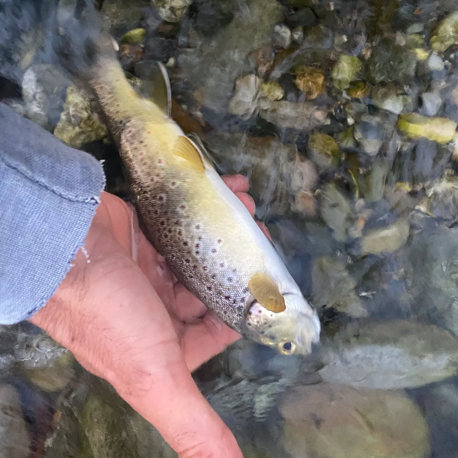 Brown trout caught on Fishbrain
