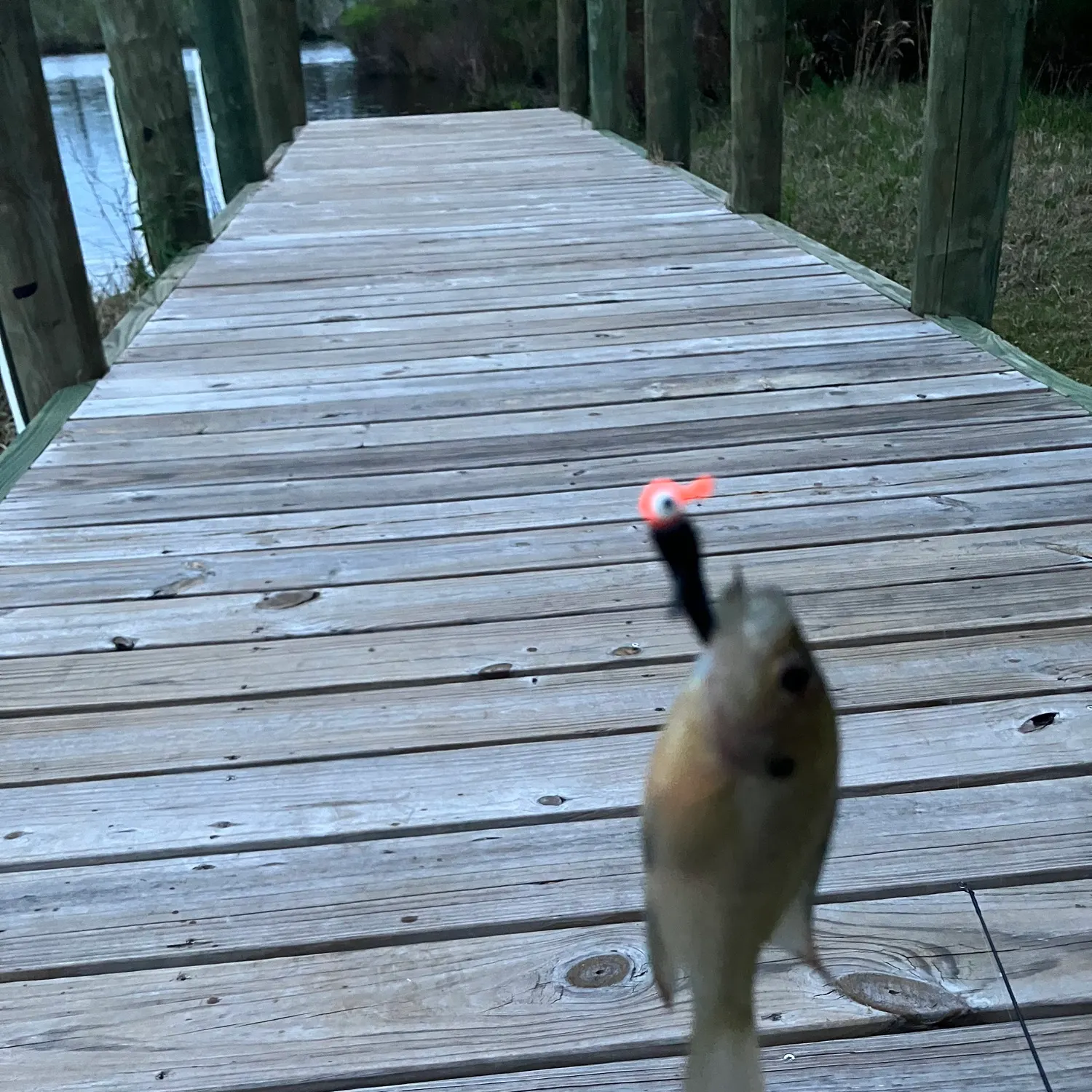 The most recent Redspotted sunfish catches on Fishbrain