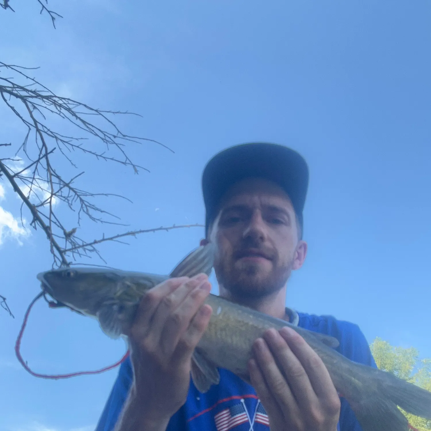 Channel catfish caught on Fishbrain