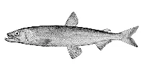 Pacific rainbow smelt