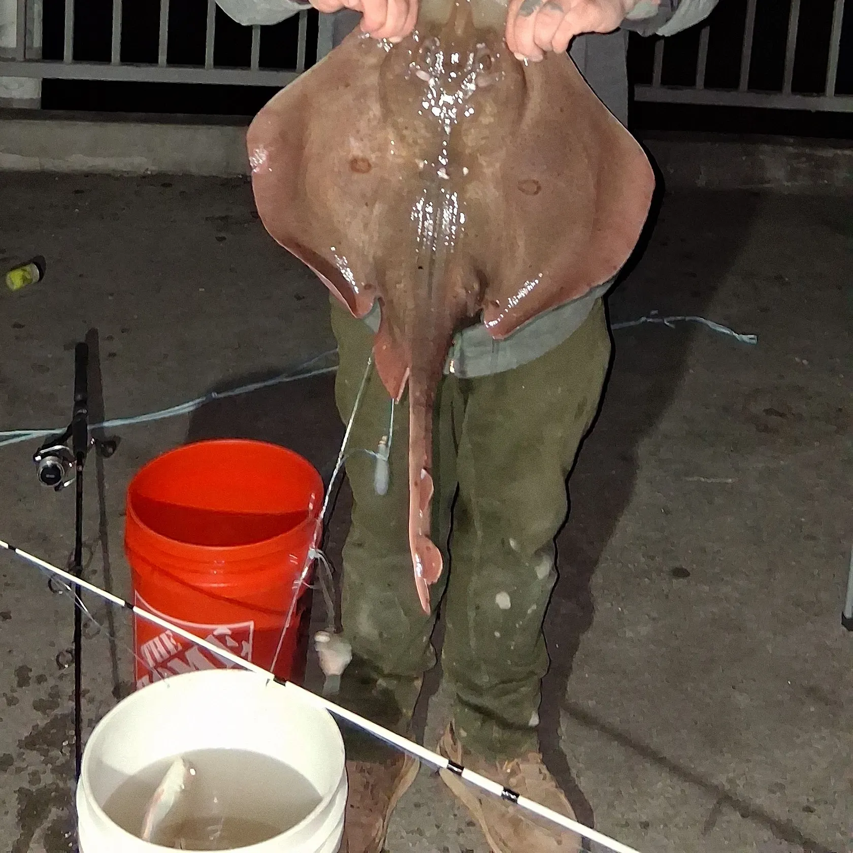 The most recent Big skate catches on Fishbrain