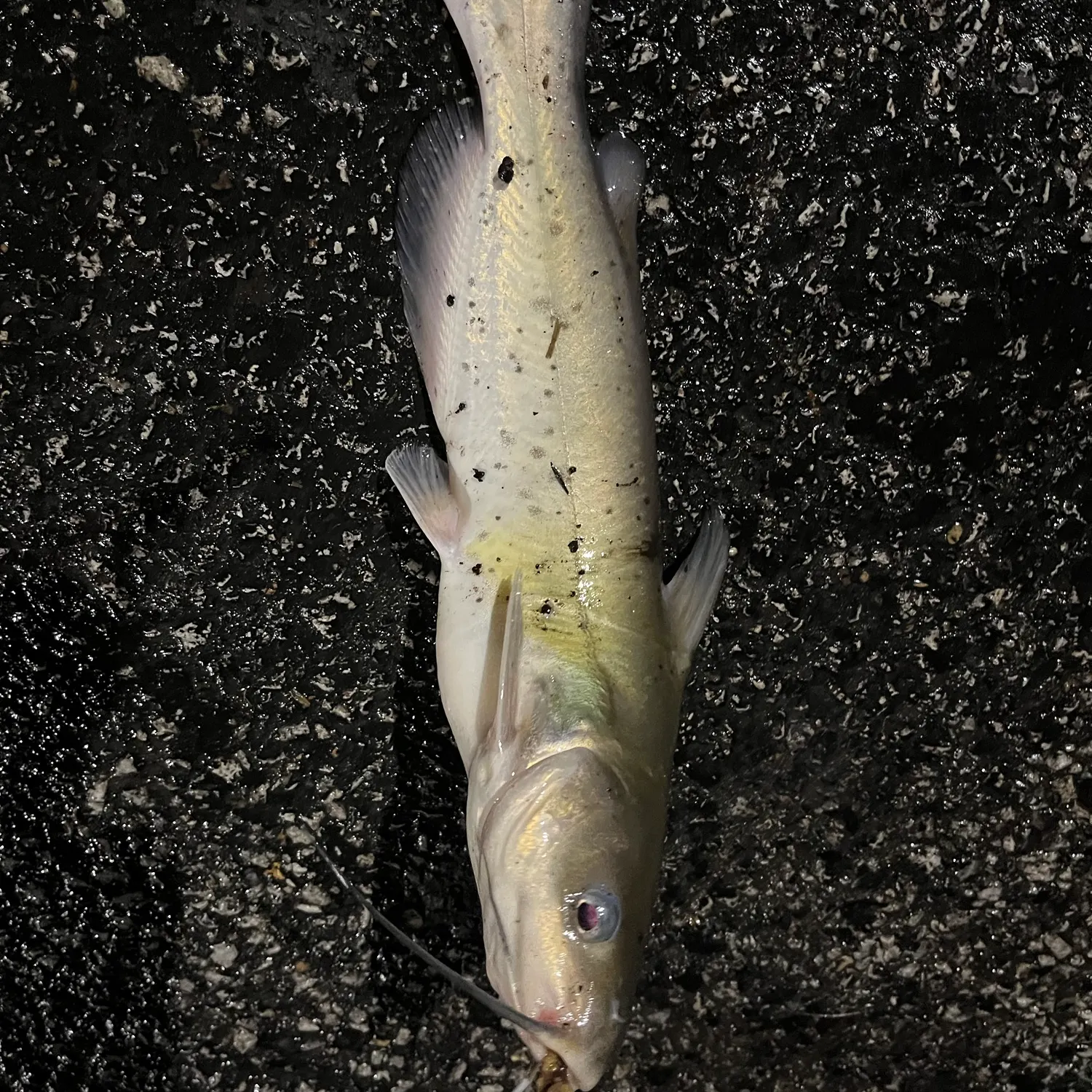 Channel catfish caught on Fishbrain