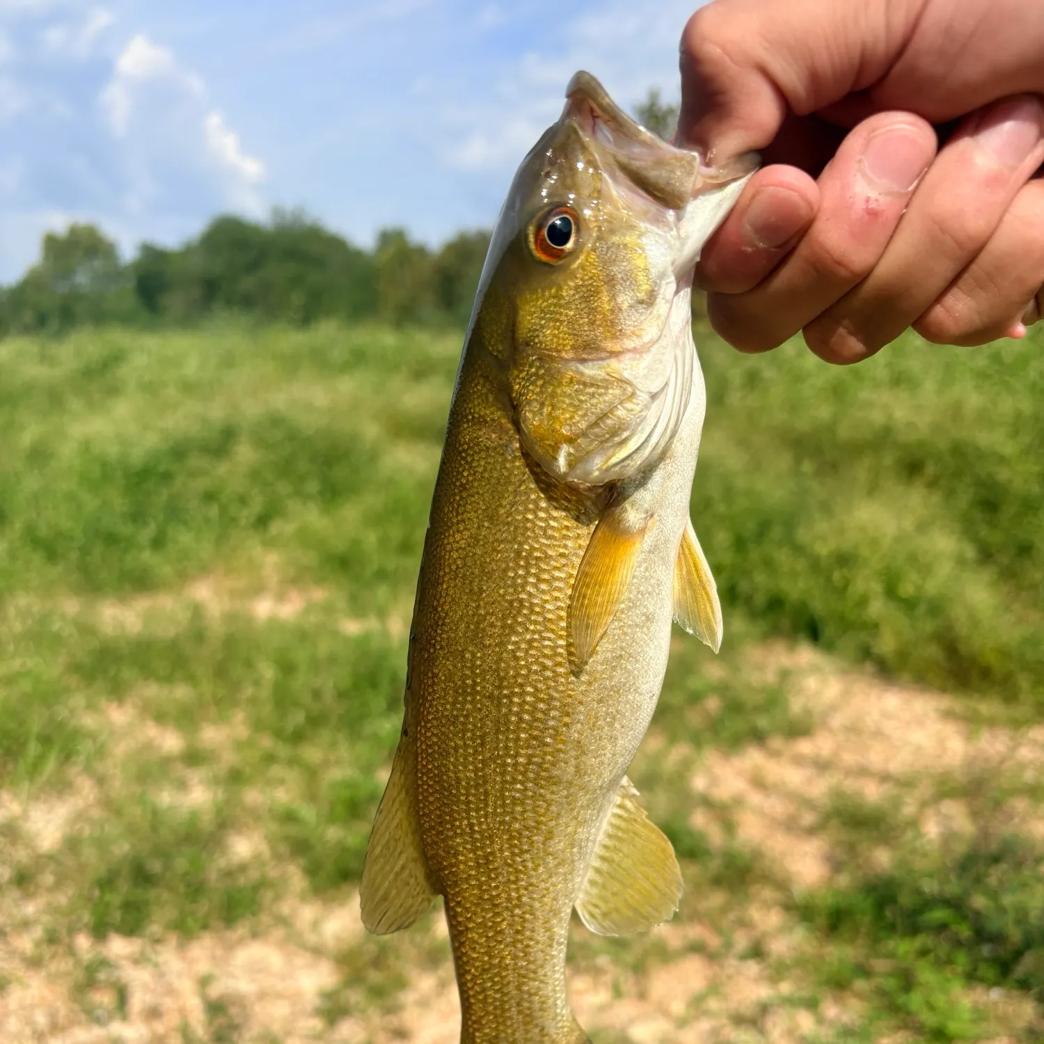 Smallmouth bass caught on Fishbrain