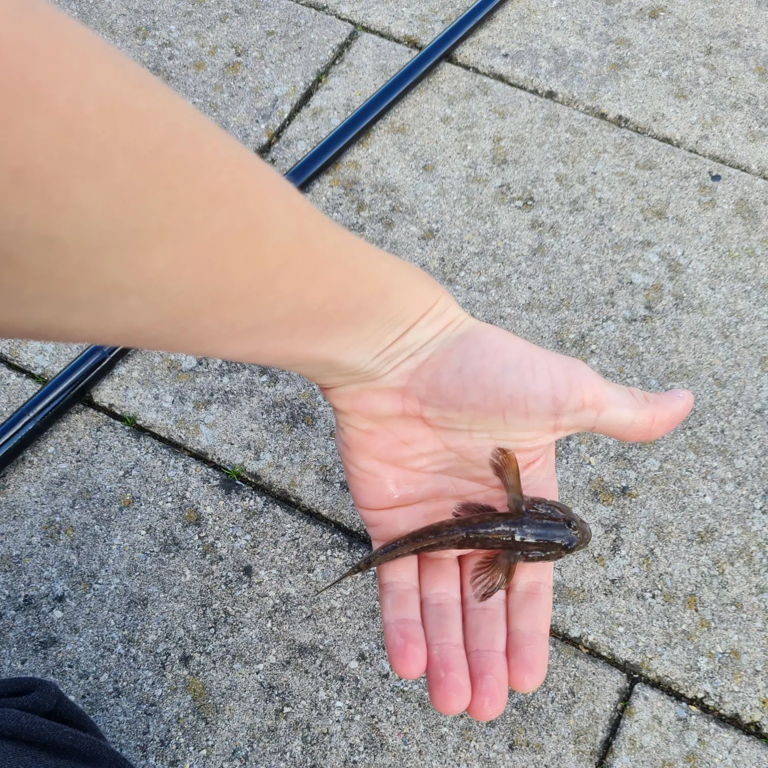Round goby caught on Fishbrain
