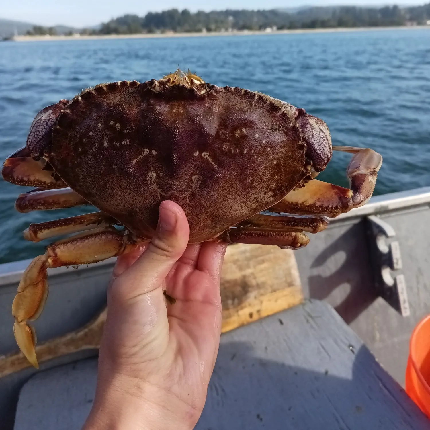 Dungeness crab caught on Fishbrain