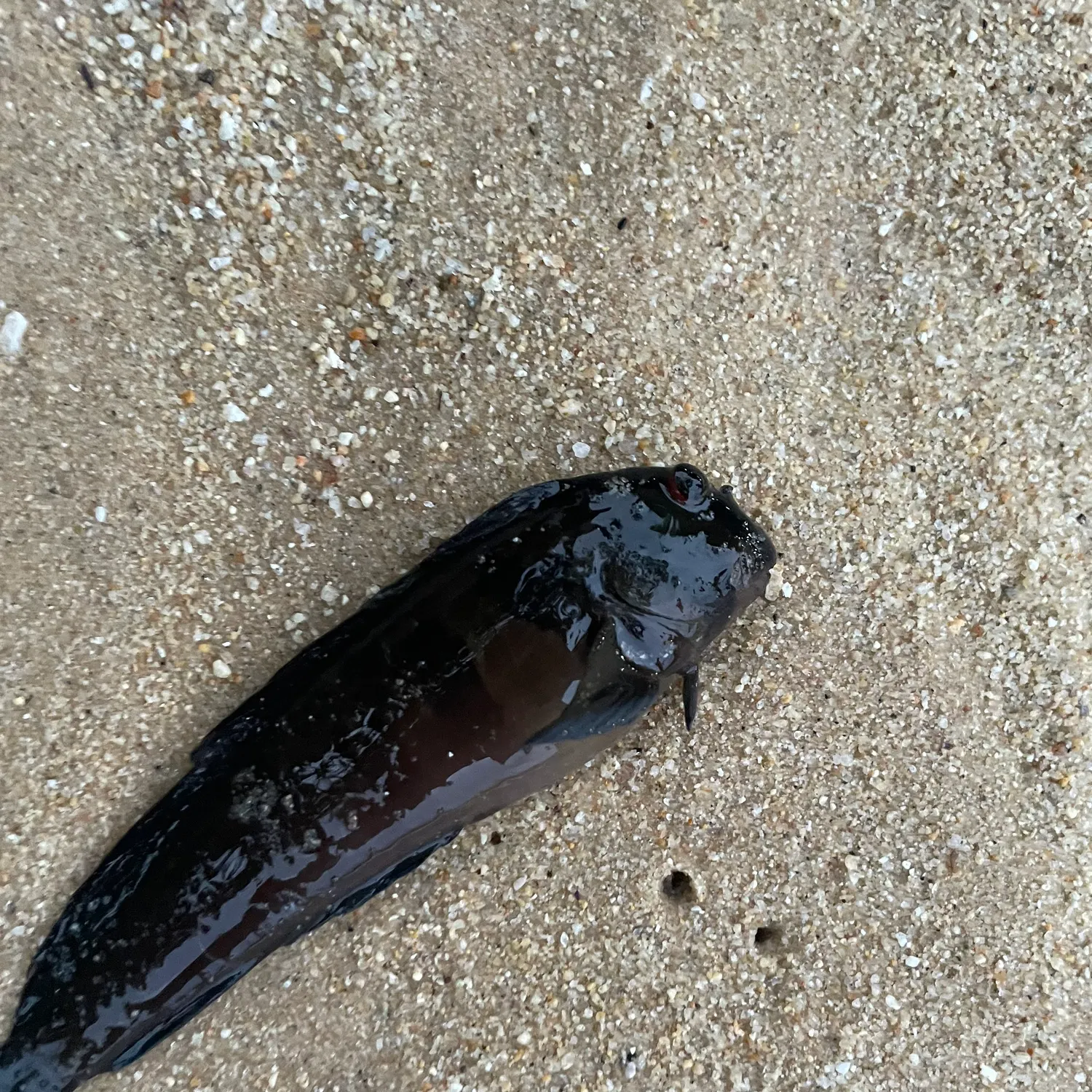 The most recent Tadpole fish catches on Fishbrain
