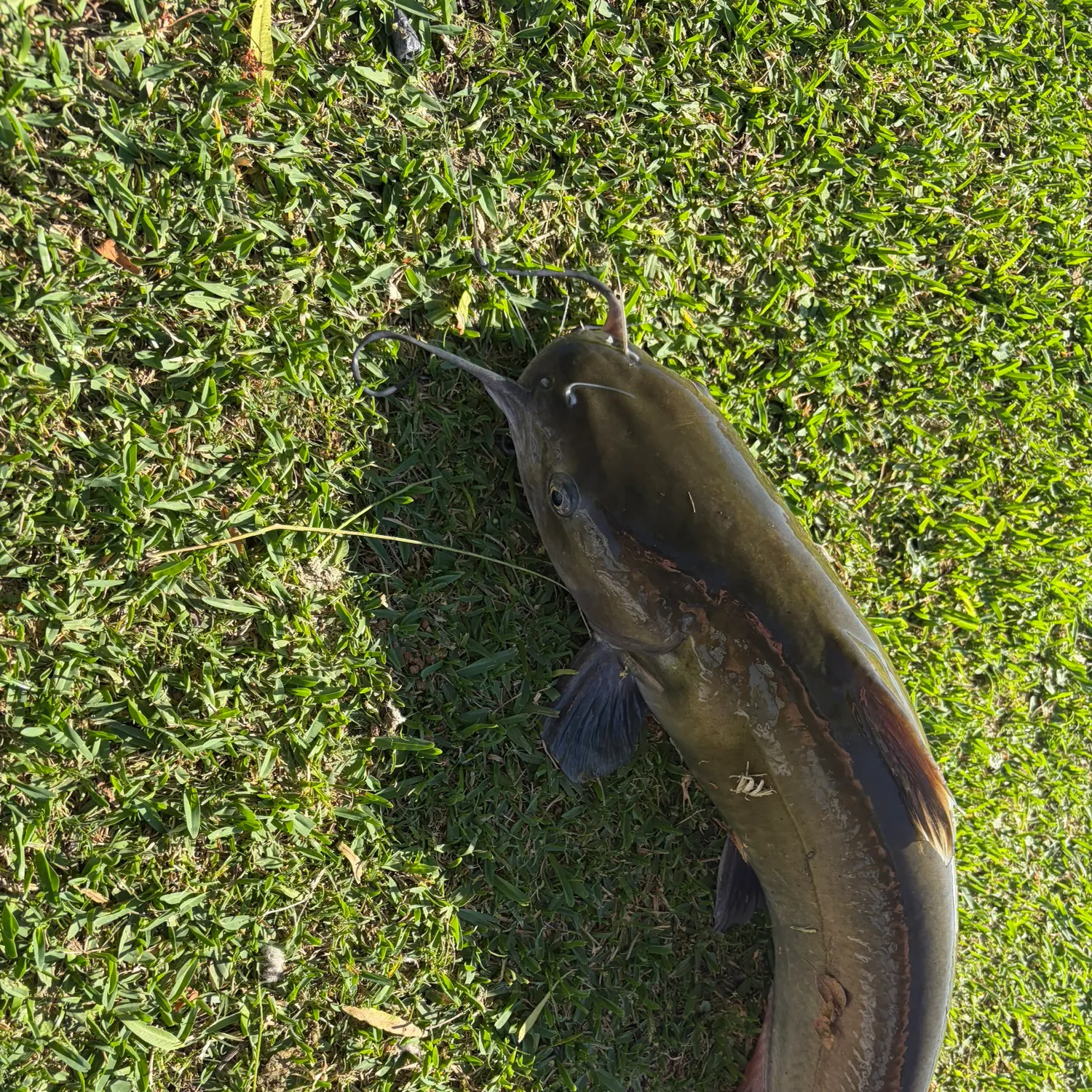 Channel catfish caught on Fishbrain