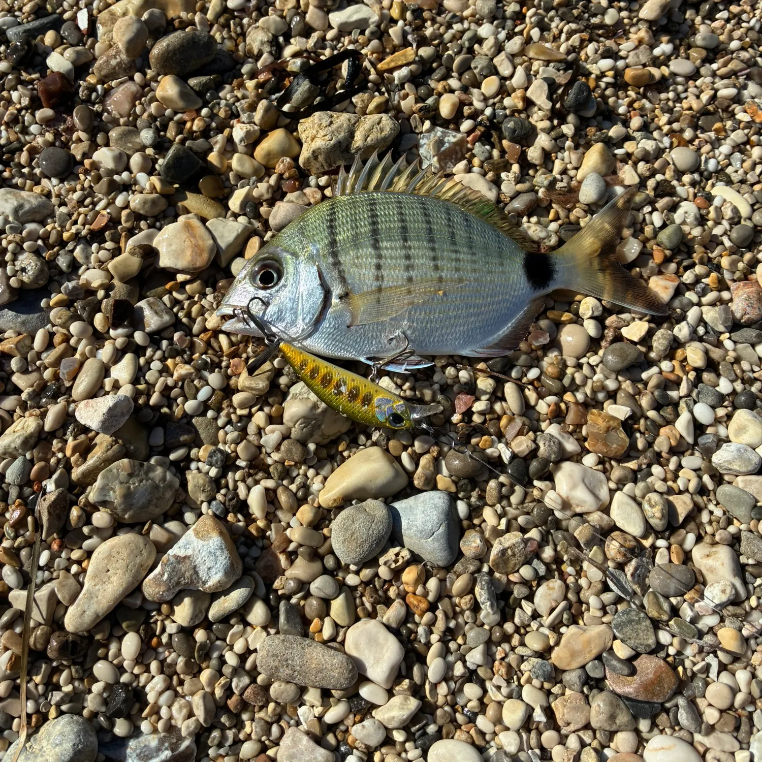 The most recent White seabream catches on Fishbrain