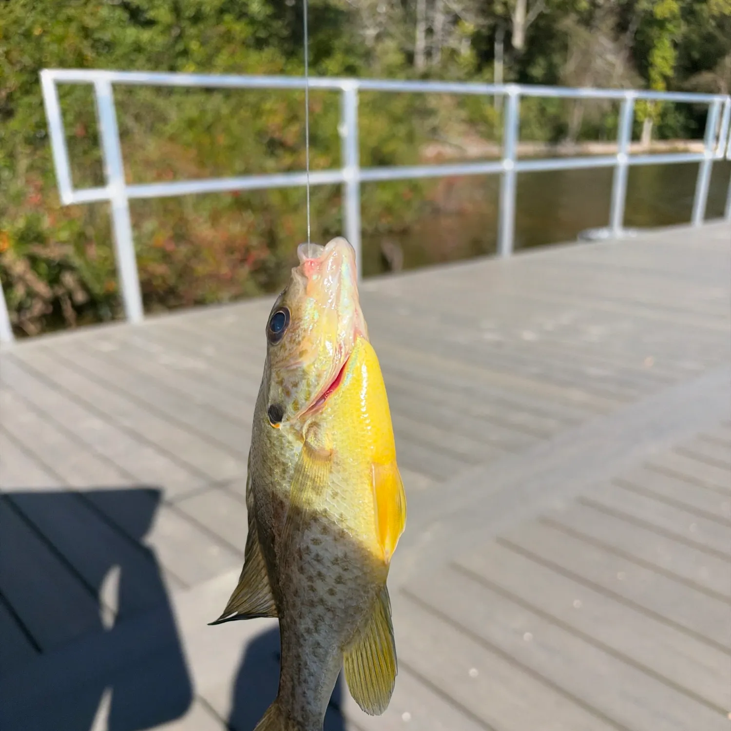 Fish caught on Fishbrain
