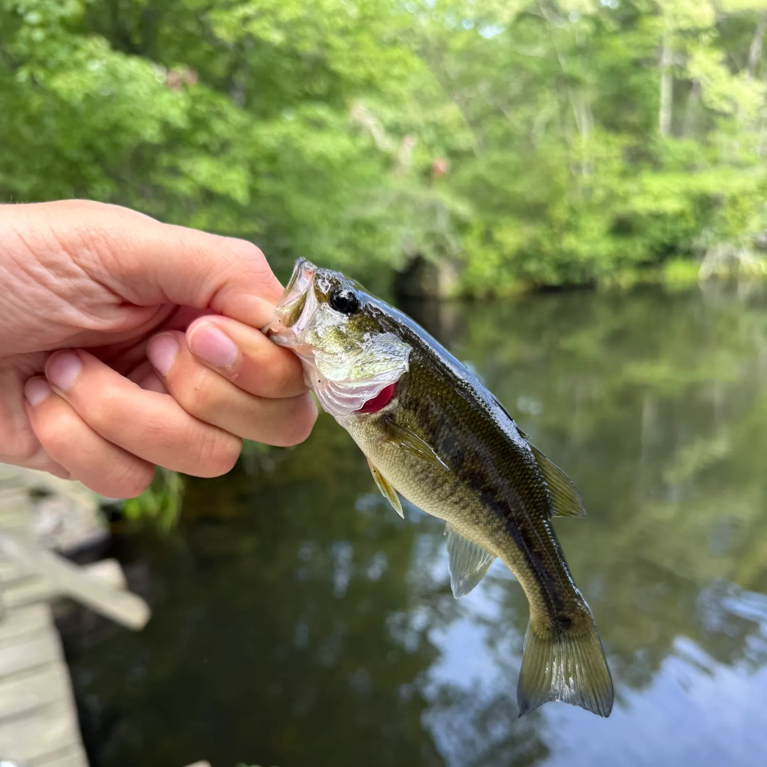 Largemouth bass caught on Fishbrain