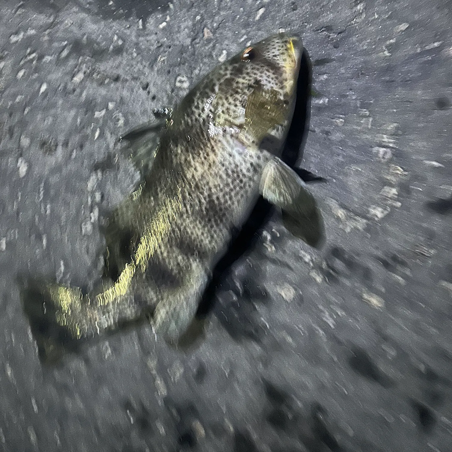 Spotted sand bass caught on Fishbrain