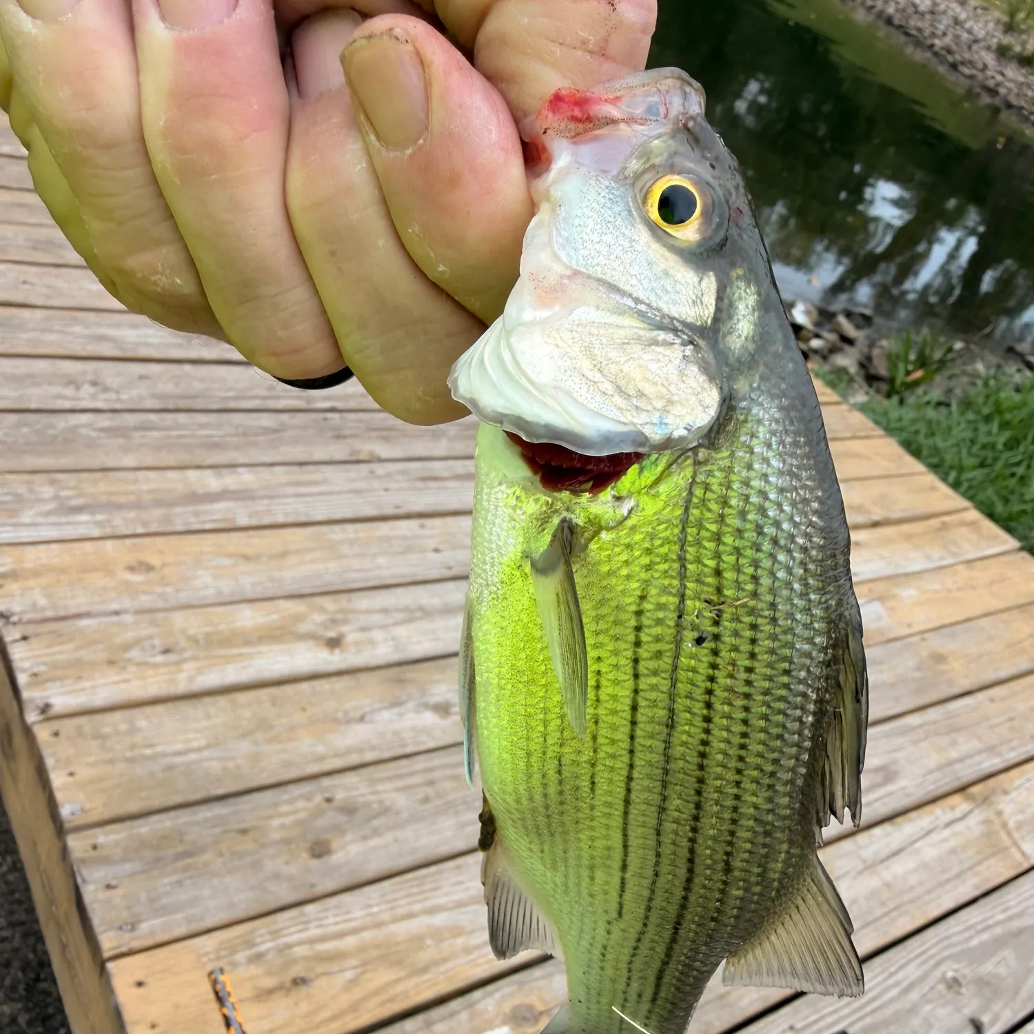 White bass caught on Fishbrain