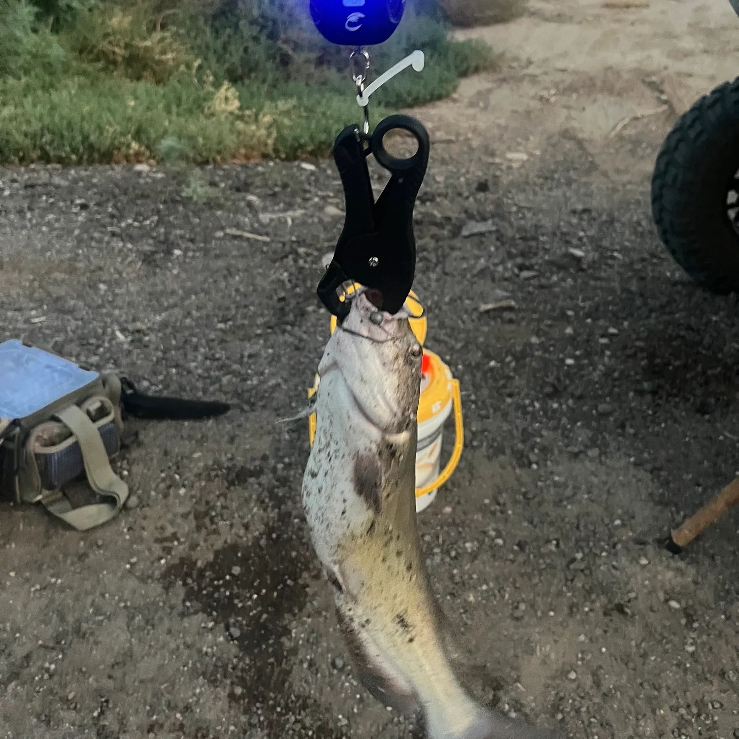 Channel catfish caught on Fishbrain