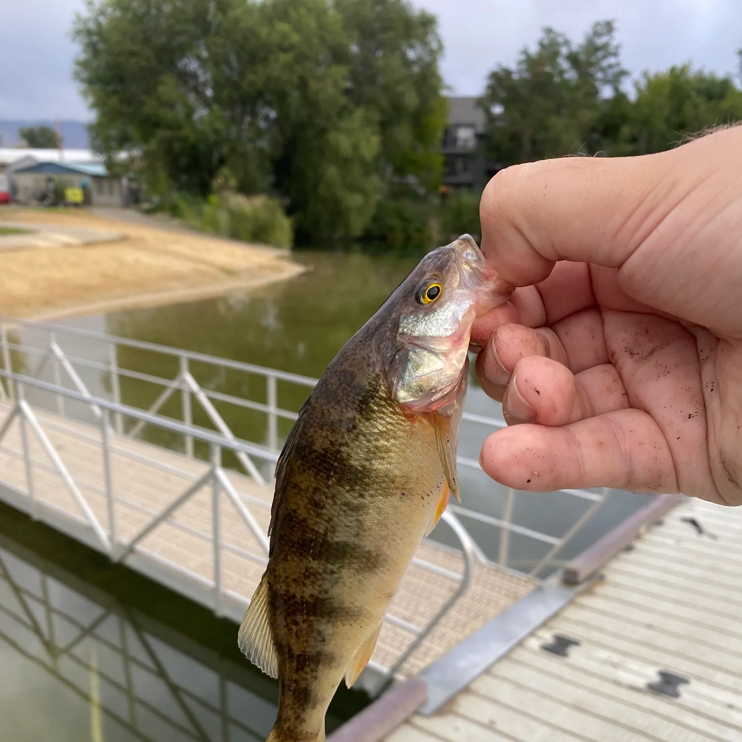 Yellow perch caught on Fishbrain
