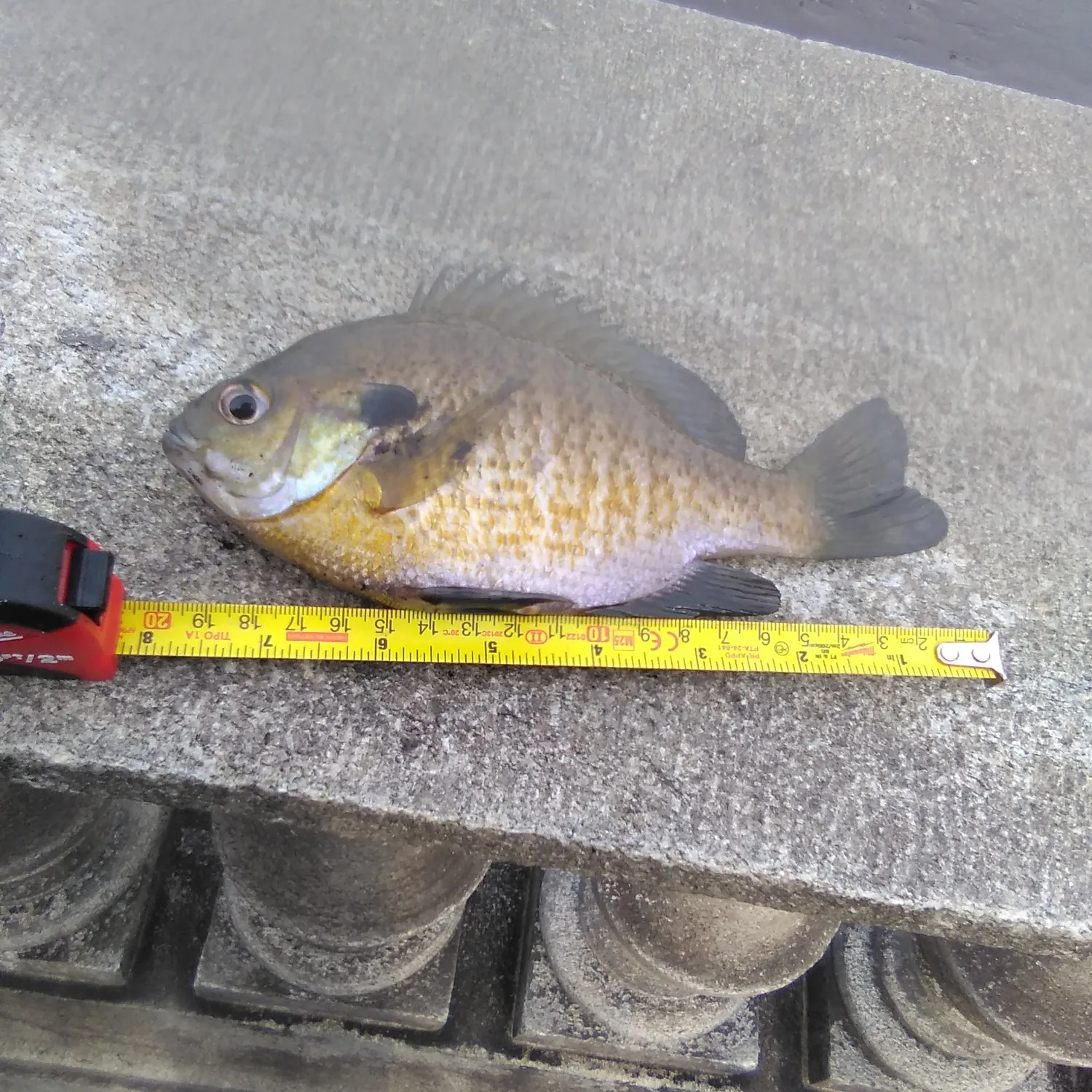 The most recent Bluegill catches on Fishbrain