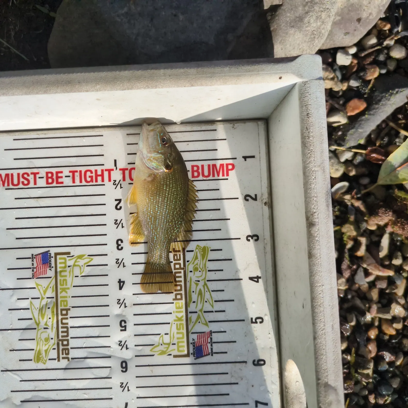 Green sunfish caught on Fishbrain